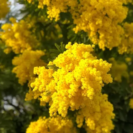 Meublee Studiotel Feriehus *